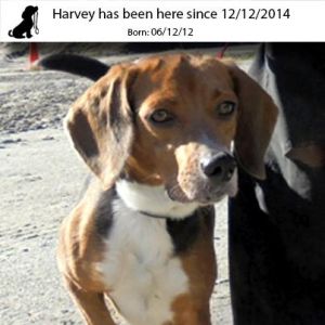 . Harvey .