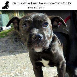 . Oatmeal .