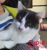 Cupid