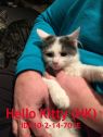 Hello Kitty (HK)