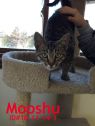 Mooshu