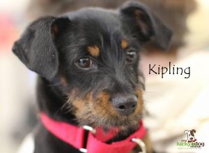 . Kipling .