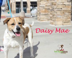 . Daisy Mae .