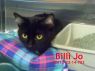 Billi Jo