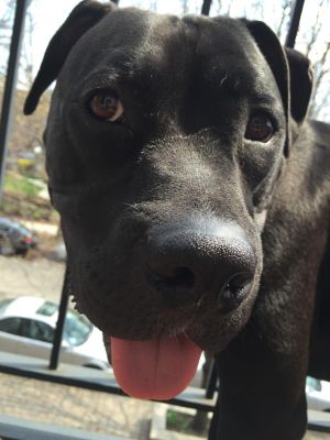 . Mayo *Sponsored Adoption Fee* Adoption Pending .