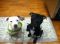 . Mayo *Sponsored Adoption Fee* Adoption Pending .