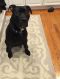 . Mayo *Sponsored Adoption Fee* Adoption Pending .