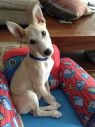 Jumper*URGENT*