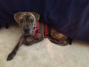 . Ellie-Courtesy Post .