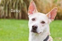 . Daisy2 .