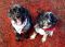 . Ikey and Smokey .