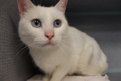 . ISA (declawed) very sweet! .