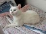 . ISA (declawed) very sweet! .