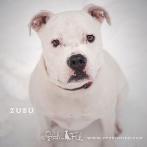 . Zuzu .
