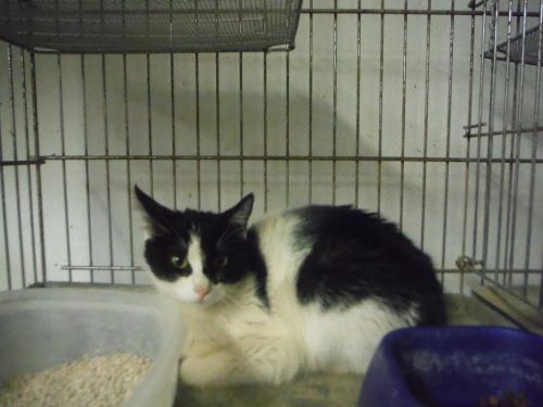 . URGENT-Many Cats/kitten .