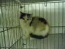 . URGENT-Many Cats/kitten .