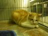. URGENT-Many Cats/kitten .
