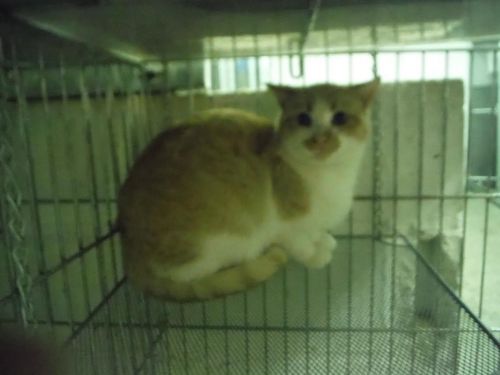 . URGENT- Gold Tabby/Tortoise Shell .