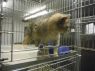 . URGENT- Gold Tabby/Tortoise Shell .