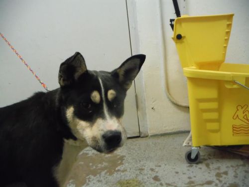. URGENT-Klondike .