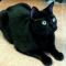 . Licorice .
