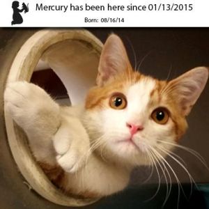 . Mercury .