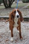 C Coonhound Puppies