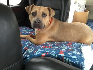 . Miette- Adoption Pending .