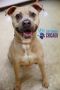 . Miette- Adoption Pending .