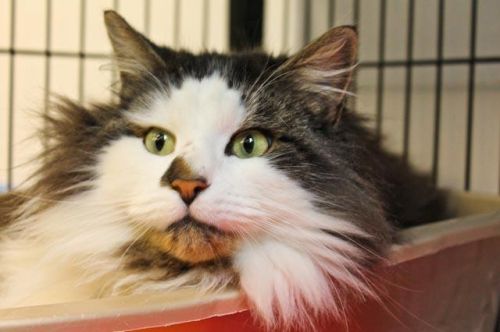 . Carl - Maine Coon - 3 years old .