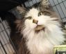 . Carl - Maine Coon - 3 years old .