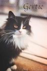 Gertie