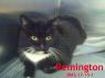 Remington