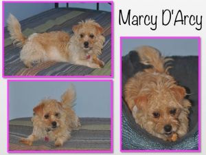 . Marcy D'Arcy .