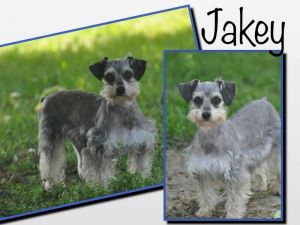 . Jakey .