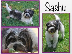 . Sashu .