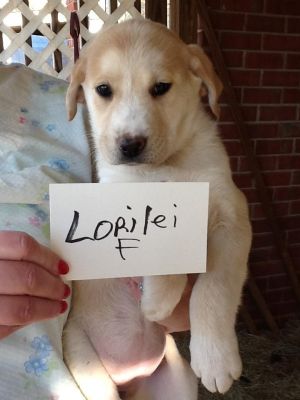 . Lorilei .