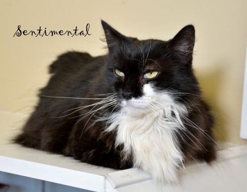 . Sentimental .