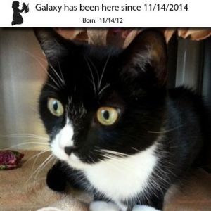 . Galaxy .