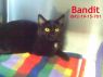Bandit