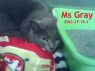 Ms Gray