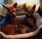 . Paulie & Spike (Courtesy Post) .