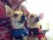 . Paulie & Spike (Courtesy Post) .