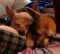 . Paulie & Spike (Courtesy Post) .