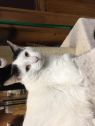 . Jason - Big Gentle Boy .