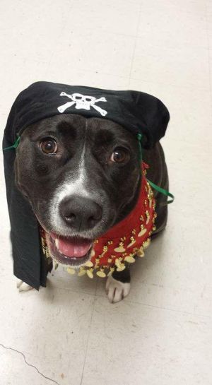 . Allie (courtesy post for Timberlane Pet Hospital) .