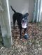 . Allie (courtesy post for Timberlane Pet Hospital) .