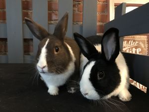 . Dixie and Clementine .