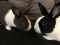 . Dixie and Clementine .