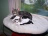 . Dover (bonded with Denver) .
